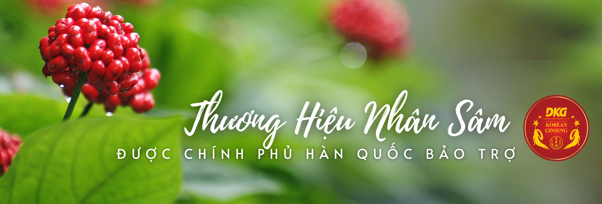Nhân sâm chính phủ Hàn Quốc